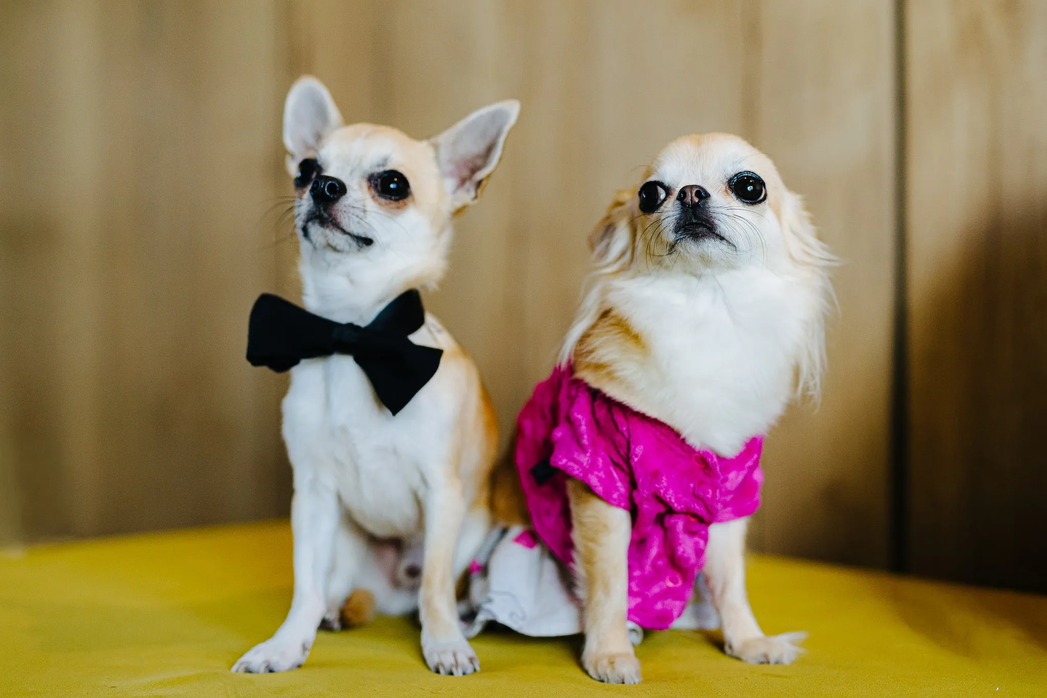 slub i wesele w Scandinavia Resort SPA zator -  fotograf slubny oswiecim