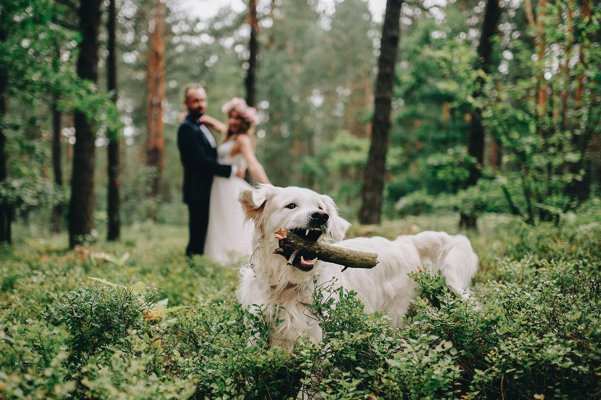w centalnej czesci kadru pies na zdjeciu z sesji slubnej mlodej pary w lesie , klimatyczn seja slubna , fotograf grygierczyk